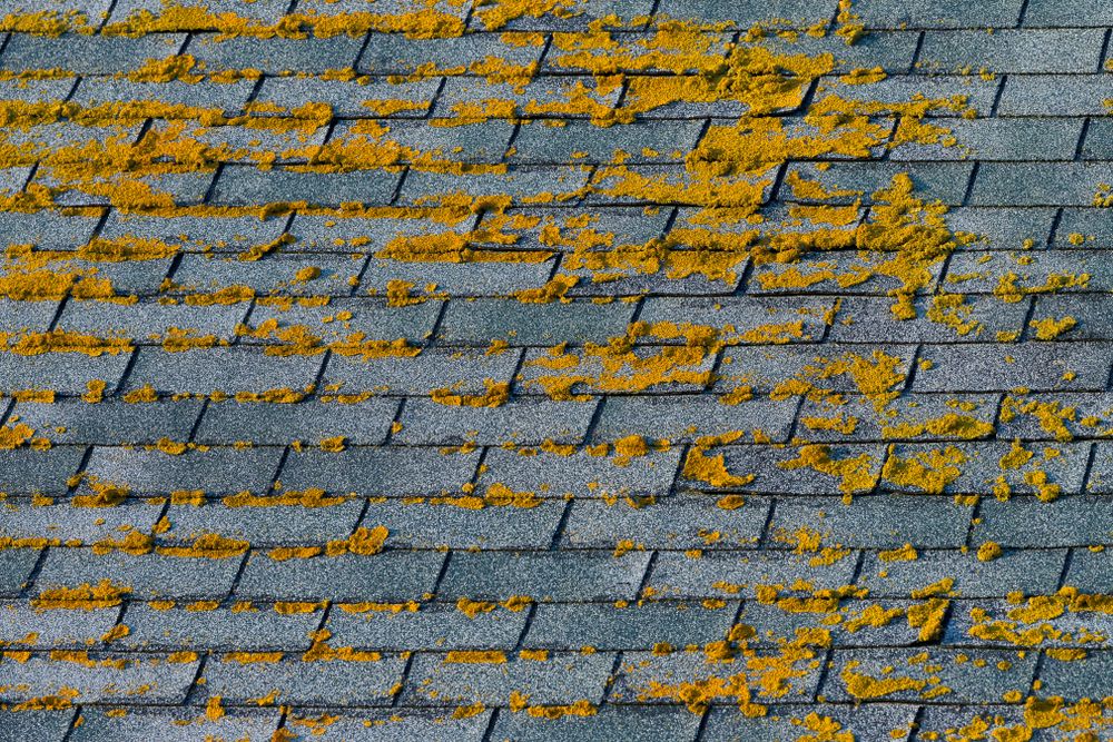 Asphalt shingle roof covered in yellow-orange lichen.